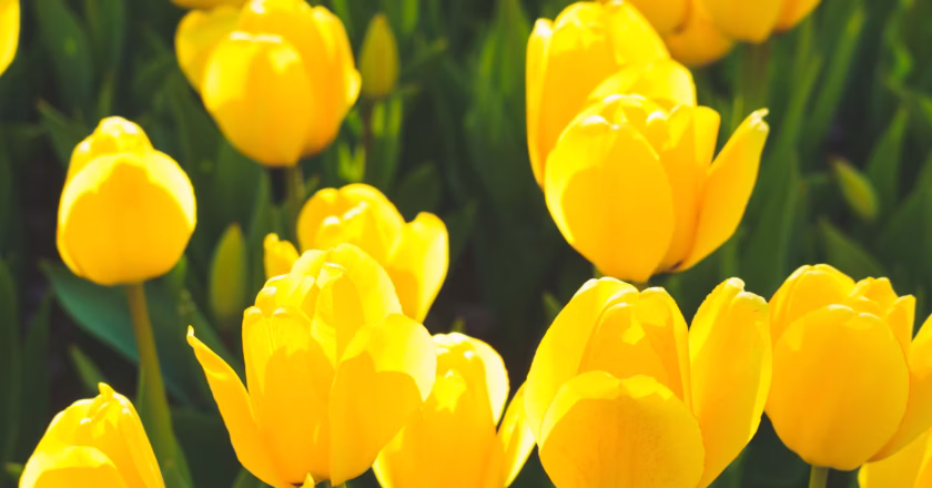 Las flores amarillas vuelven a protagonizar las redes sociales este 21 de septiembre