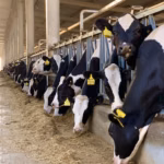 La Altagracia lidera la producción de carne y leche en República Dominicana